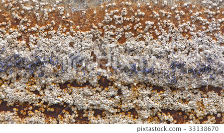 acorn barnacles attached to hull of rowboat acorn barnacles attached to hull of rowboat 33138670