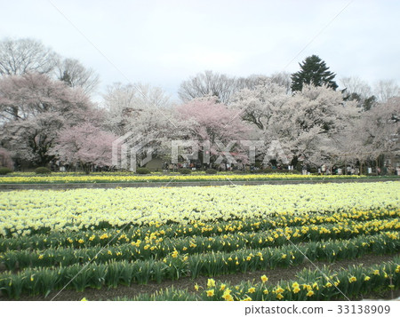 Kayo Sakura and Narcissus 33138909