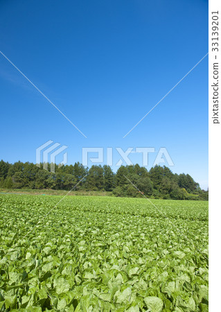 Vegetable field 33139201