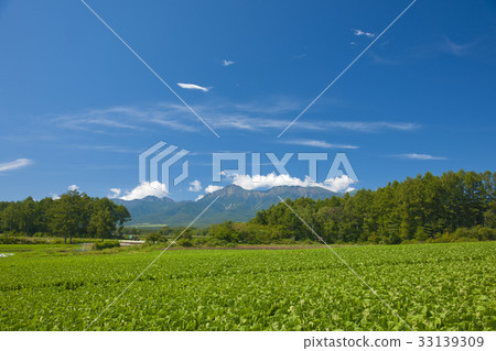 Yatsugatake and lettuce field 33139309