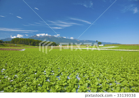 Yatsugatake and lettuce field Yatsugatake and lettuce field 33139338