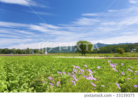 Lettuce field and cosmos and tree Lettuce field and cosmos and tree 33139375