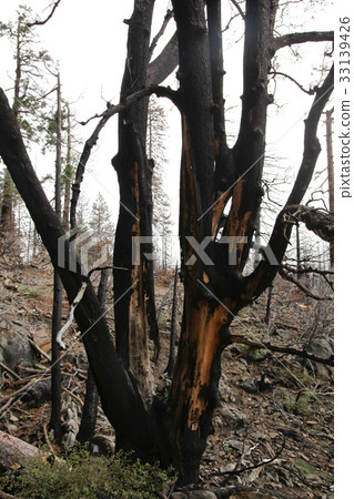 Burnt trees stand on the trail of wildfires 33139426