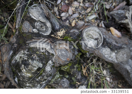 Tree roots in Yosemite National Park 33139551