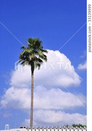 Blue sky and palm tree 33139999