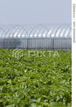 Potato field and plastic house 33140802
