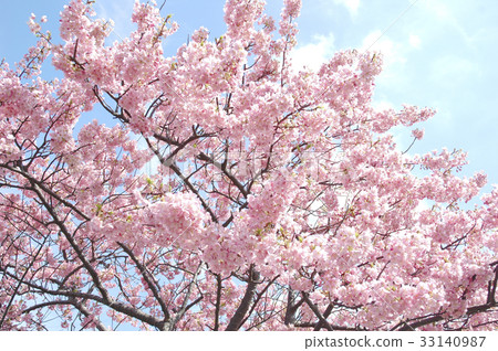 Cherry Blossoms Cherry Blossoms 33140987