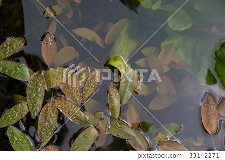 Rainyuunumi Mogahara Rainyuunumi Mogahara 33142271