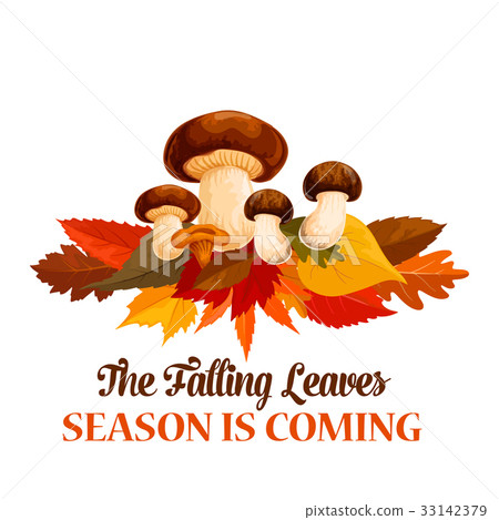 Autumn mushroom maple leaf vector greeting poster Autumn mushroom maple leaf vector greeting poster 33142379