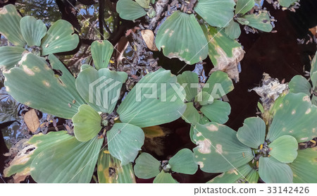 Water lettuce in the pond Water lettuce in the pond 33142426