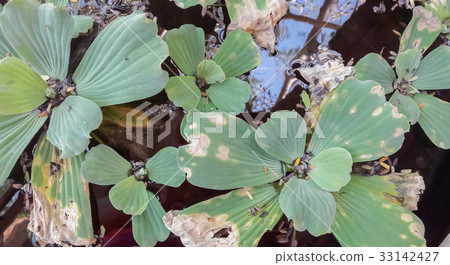 Water lettuce in the pond Water lettuce in the pond 33142427