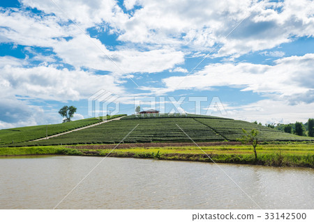 Chui Fong Terrace Tea Plantation in the morning Chui Fong Terrace Tea Plantation in the morning 33142500