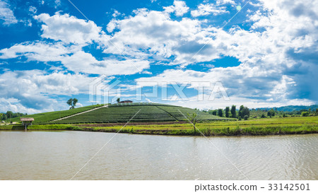 Panorama of Chui Fong Terrace Tea Plantation 33142501