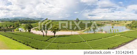 Panorama of Chui Fong Terrace Tea Plantation  33142645