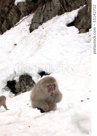A Japanese monkey living in a field monkey park in Yamanouchi-cho, Nagano, commonly known as a snow monkey 33142752
