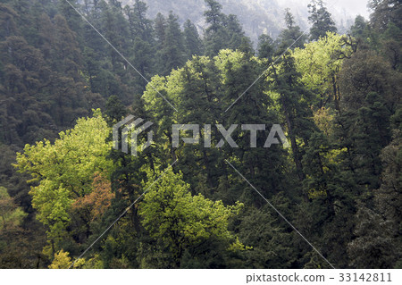 Light and Dark Foliage 33142811