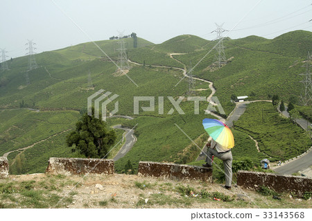 Mountain Plantation 33143568