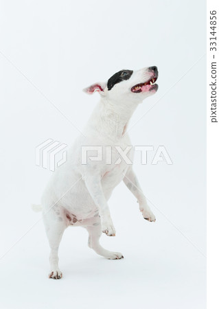 鬥牛犬我打孔 33144856