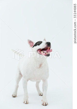 Bull Terrier I Punch Bull Terrier I Punch 33144865