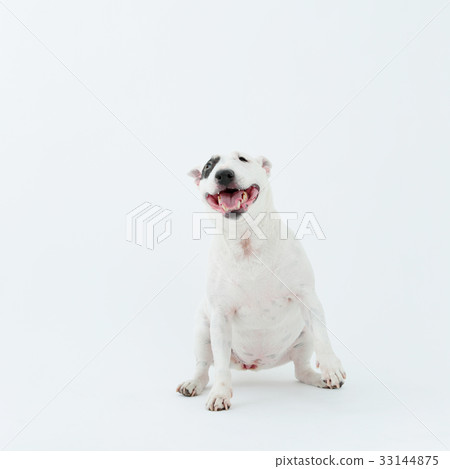 Bull Terrier I Punch 33144875