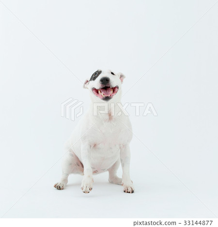 鬥牛犬我打孔 33144877