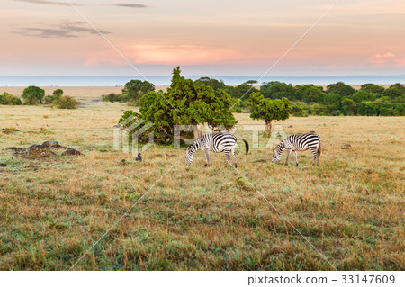 herd of zebras grazing in savannah at africa herd of zebras grazing in savannah at africa 33147609