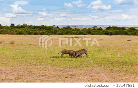 warthogs fighting in savannah at africa warthogs fighting in savannah at africa 33147681