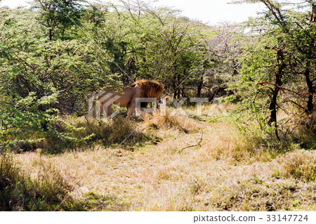 pride of lions resting in savannah at africa pride of lions resting in savannah at africa 33147724