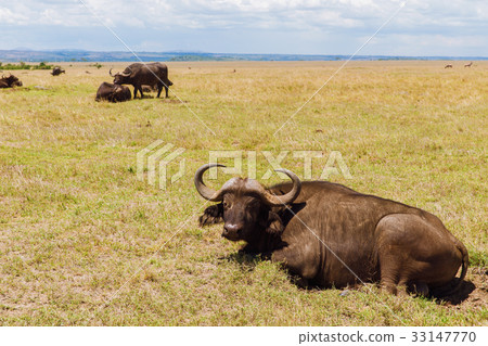 buffalo bulls grazing in savannah at africa 33147770