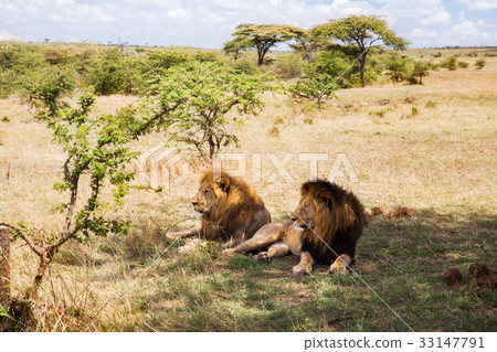 male lions resting in savannah at africa male lions resting in savannah at africa 33147791
