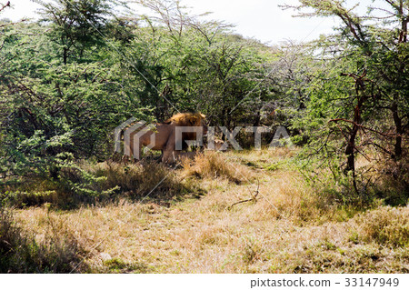 pride of lions resting in savannah at africa pride of lions resting in savannah at africa 33147949