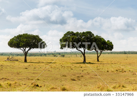 acacia trees in savannah at africa 33147966