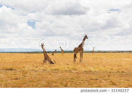 group of giraffes in savannah at africa 33148257