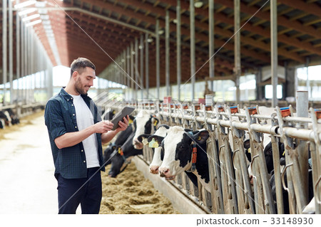young man with tablet pc and cows on dairy farm young man with tablet pc and cows on dairy farm 33148930