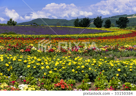 Biei / Hanajin Kaido Flower Fields 33150384
