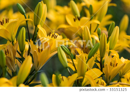 黃色百合花 黃色百合花 33151325