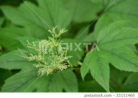 Big leaf small bud 33151460