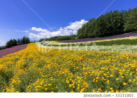 Furano-Hanajin Kaido Flower Fields Furano-Hanajin Kaido Flower Fields 33151801
