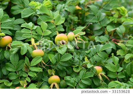 還是藍色的Hamanasu 33153628