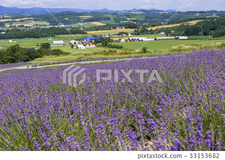 Furano-Hanajin Kaido花田 33153682