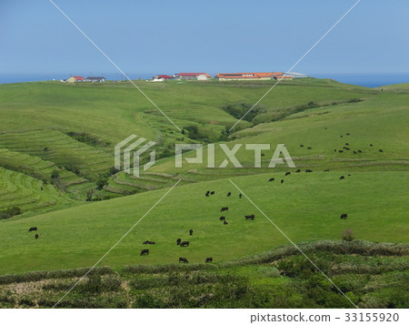 大豆牧場 33155920