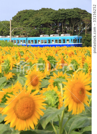 Choshi Electric Railway and Sunflower 33156252