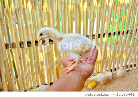 Yellow chicks standing on hands 33156441