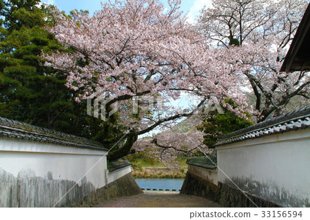 Cherry tree of Ise shrine 33156594