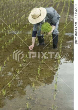 Men who plant rice 33156595