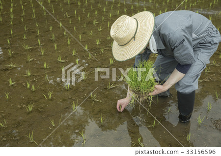 Men who plant rice 33156596