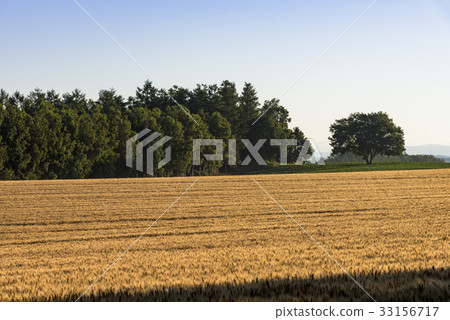 A hill town - Biei scenery in Biei A hill town - Biei scenery in Biei 33156717