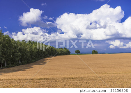 山城 - 美瑛的美瑛風景 山城 - 美瑛的美瑛風景 33156808