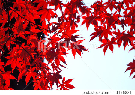 Autumn leaves Autumn leaves 33156881