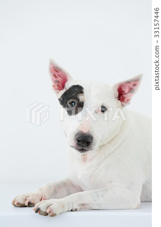 Bull Terrier I Punch 33157446